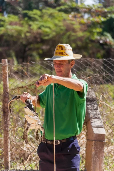 MATANZAS, CUBA - February 01, 2008. Man with young crocodile.