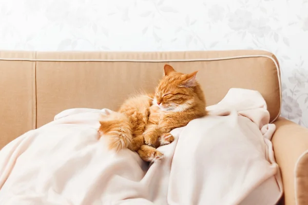 Cute ginger cat lying on a beige couch. Fluffy pet comfortably settled to sleep. Cozy home background with funny pet.