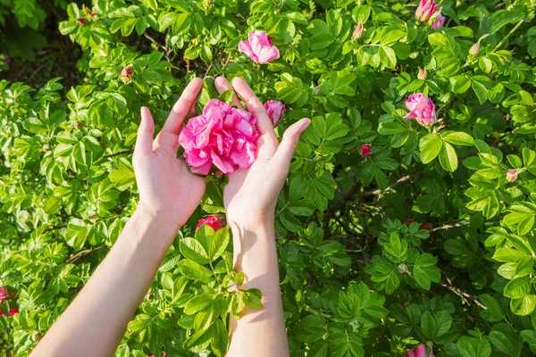 Woman holds a wild rose flower. Bright pink flower on green bush. Natural spring or summer background. Place for text.