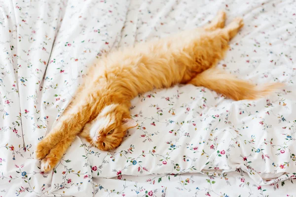 Cute ginger cat lying in bed. Fluffy pet looks curiously. Cozy home background. Place for text.
