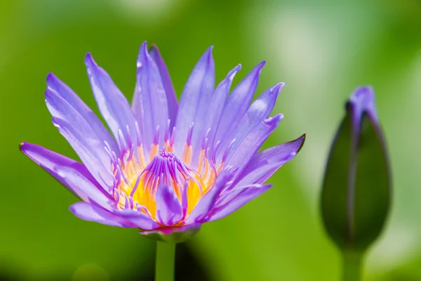 Blue Egyptian lotus (Nymphaea caerulea). Natural background with water lily flower. Thailand.
