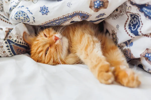 Cute ginger cat lying in bed under a blanket. Fluffy pet comfortably settled to sleep. Cozy home background with funny pet.