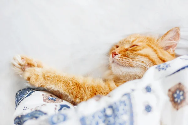 Cute ginger cat lying in bed under a blanket. Fluffy pet comfortably settled to sleep. Cozy home background with funny pet. Flat lay. Top view, place for text.