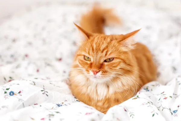 Cute ginger cat lying in bed. Fluffy pet looks angry. Cozy home background.
