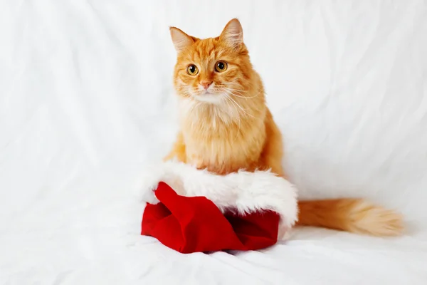 Cute ginger cat in Santa\'s hat. Christmas and New Year background with fluffy pet and place for text.