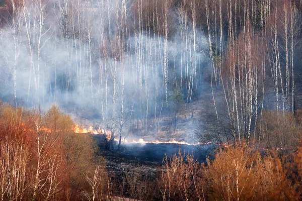 Wildfire in park. Forest fire in autumn day. Moscow, Russia.