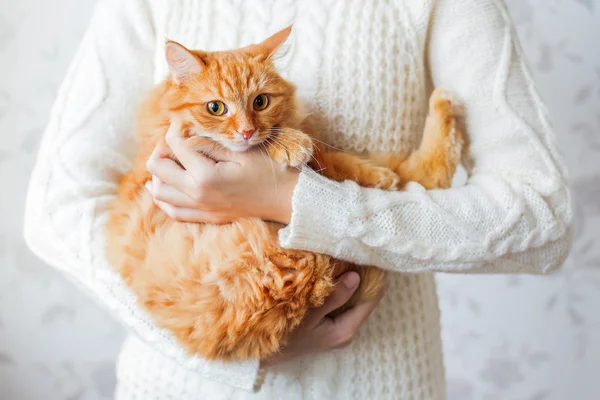 Woman in knitted sweater holding scared ginger cat. Pet hiding in the arms of it\'s mistress.