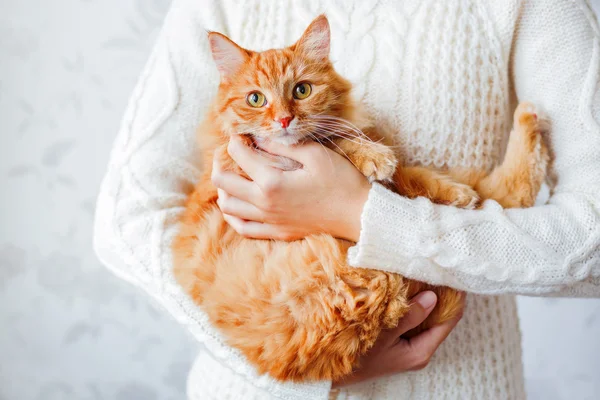 Woman in knitted sweater holding ginger cat. Pet hiding in the arms of it\'s mistress.