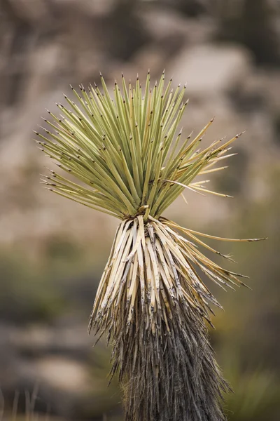 Yucca or Joshua Tree Plant in Desert Background