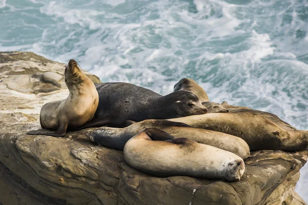 A group of sleeping sea lions on a cliff by the ocean