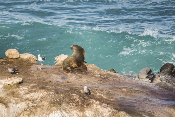 One sea lion sun bathing with arched back on a cliff by the ocean