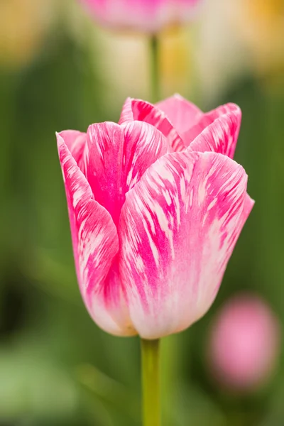 Macro closeup of a unique candy like pink striped tulip