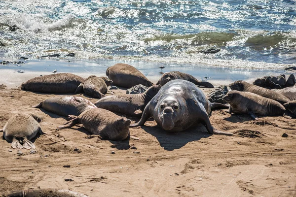 Elephant seal harem with blue alpha male during mating season near San Simeon, California