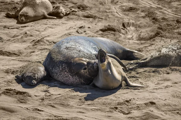 Elephant seal mating and raping mother seal next to baby on California coast