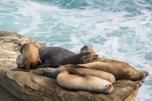 Group of sleeping sea lions on cliff by ocean