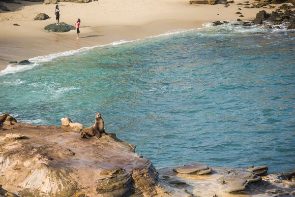 One seal sunbathing on cliff at La Jolla cove with people standing on the beach