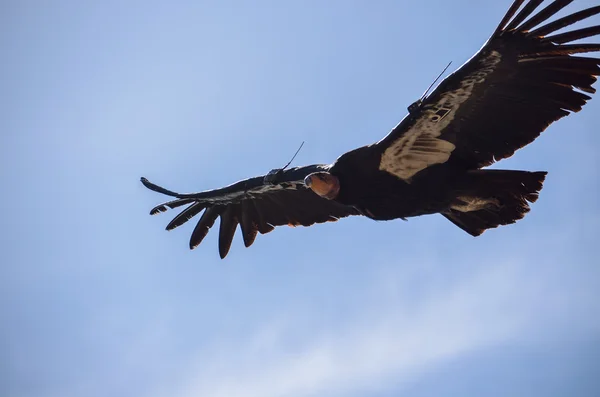 Flying American Condor numer 34 near Big Sur, California