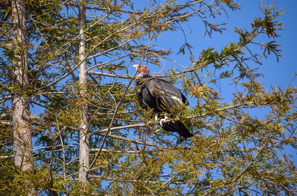 American Condor sitting on a pine tree on California coast