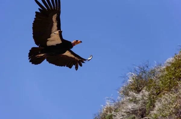 Flying American Condor near Big Sur, California