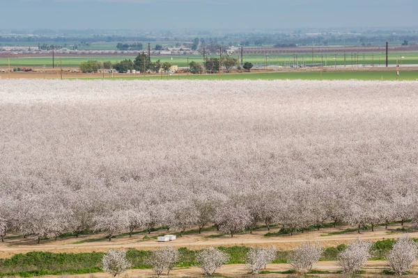 Almond Farm blooming in northern California with pink blossoms in spring