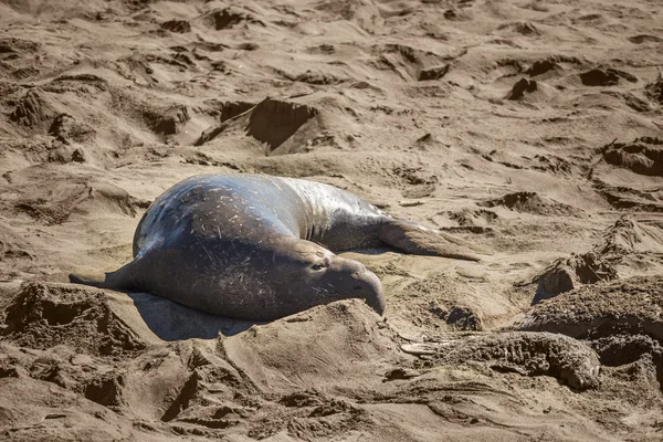 Elephant seals during mating season on California coast with dead seal pup