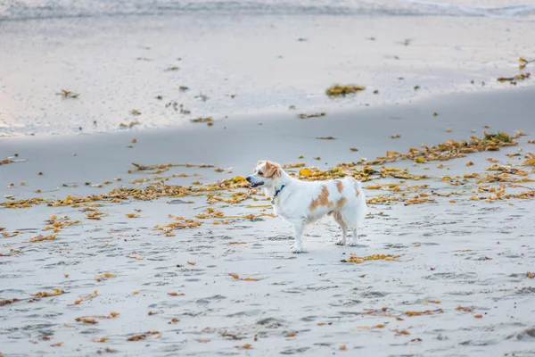 White and orange terrier dog on pacific ocean beach in california