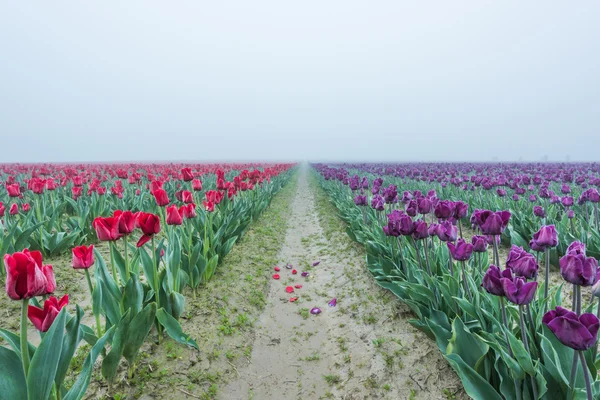 Red and purple tulip field rows with fallen petals