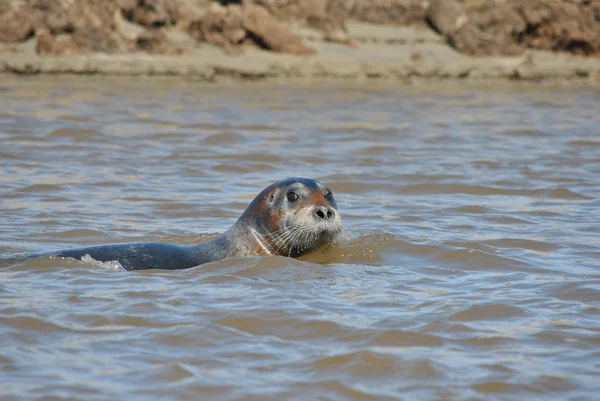 Marine animal - seal