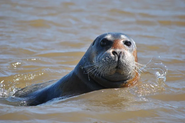 Marine animal - seal