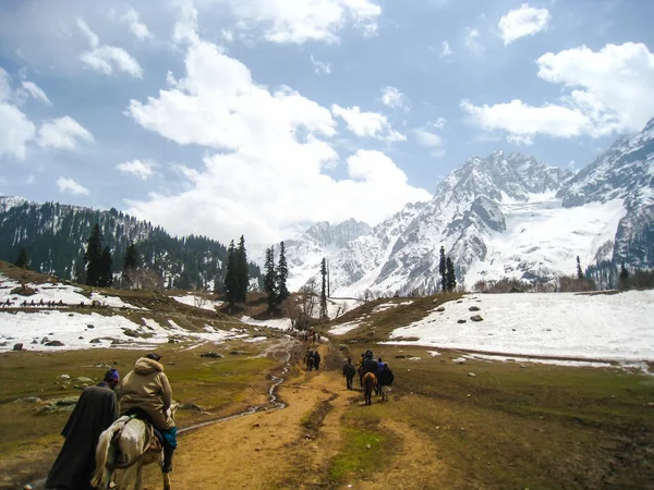 Caravan horses for carry travelers visit to mountain snow in Sonamarg