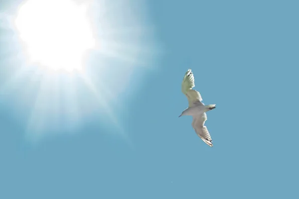 Seagull and sun