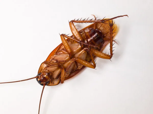 Cockroach   Borne   diseases.