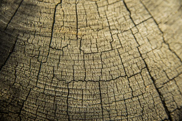 Wood cross section background