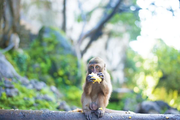 Monkey eating corn