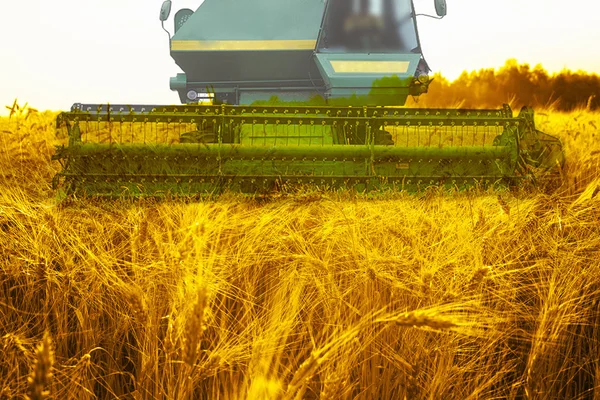 Harvesting machine on wheat field