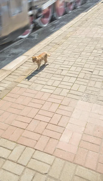 Ginger cat walking