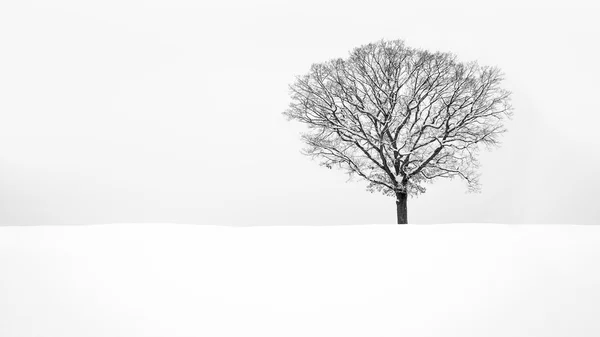 Lone snowy tree