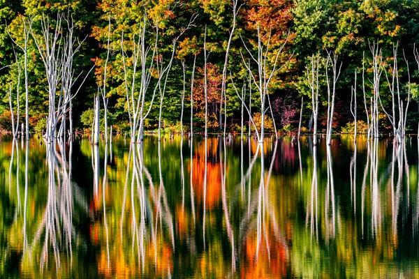 Fall reflections and a flooded forest