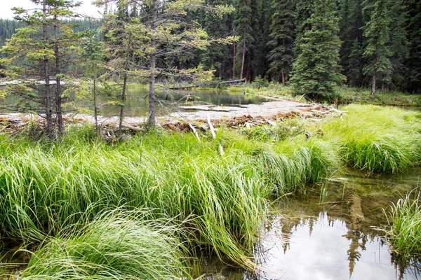 Mountain beaver damn habitat with a stream flowing through