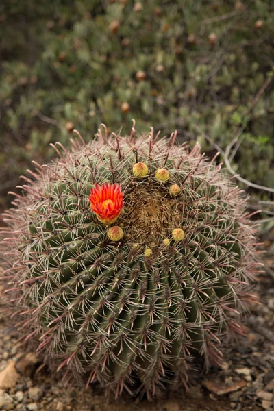 Barrel Cactus in Desert with flowers bloom