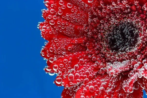 Gerbera flower covered with water bubbles