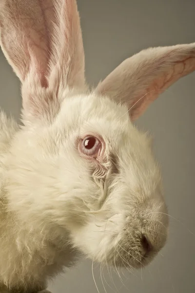 White rabbit portrait