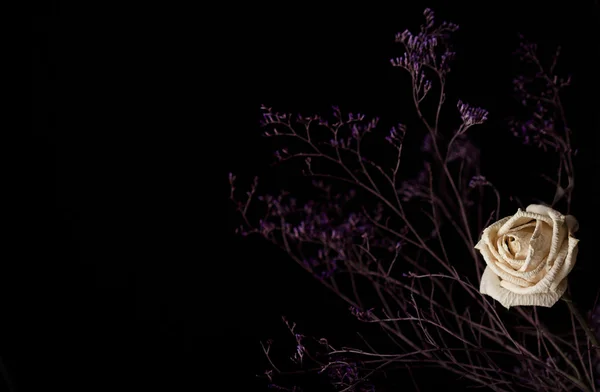 Withered white rose on dark background