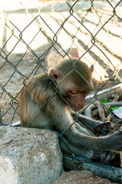 Sad monkey in cage