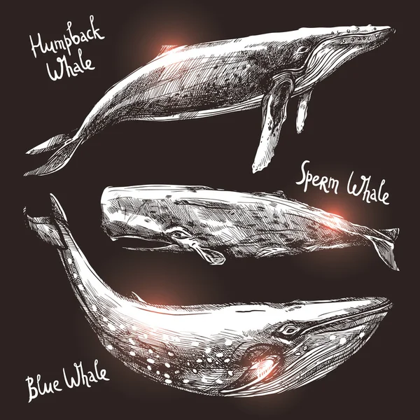 Different Hand Drawn Whales