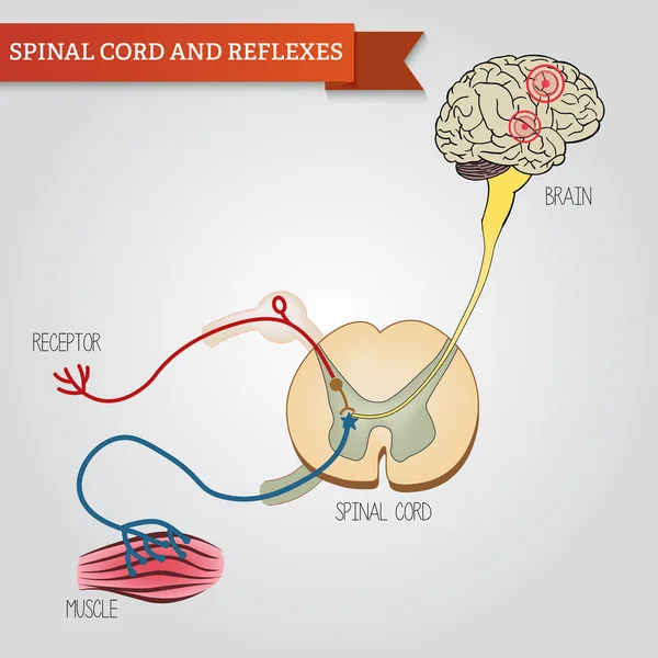 Infographics spinal cord and reflexes. Central nervous system