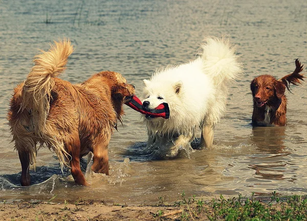 Dogs playing in a lake