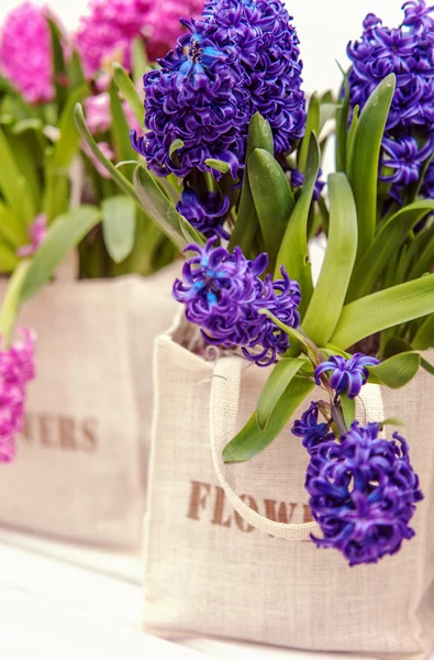 Bouquet of blue hyacinth in canvas bag