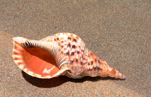 Conch seashell on the beach