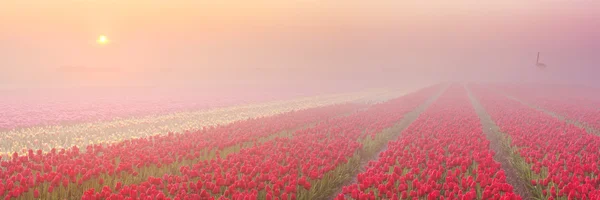 Sunrise and fog over rows of blooming tulips, The Netherlands